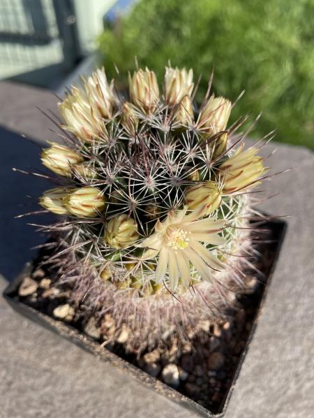 Mammillaria T10 gelb